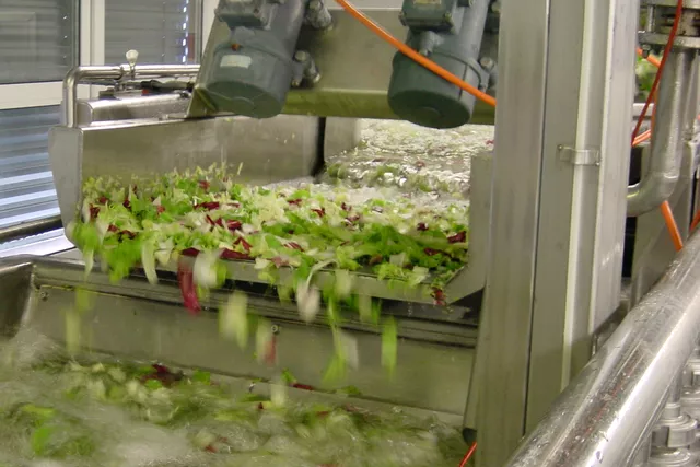 Refroidissement du produit salades prêtes à être coupées