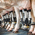[Translate to Español:] Enfriamiento de la leche en las granjas mediante 