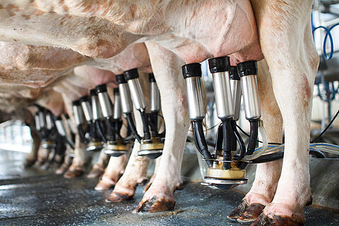 [Translate to Español:] Enfriamiento de la leche en las granjas mediante 