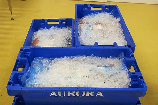 Cette image montre de la glace dans un bac à poisson pour contrôler la température.