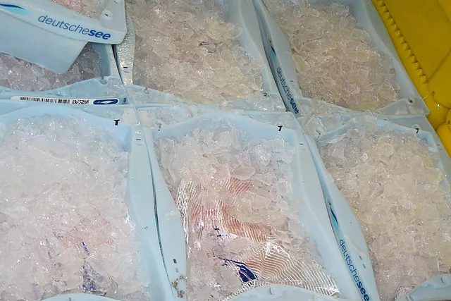 Cette image montre de la glace dans des bacs à poissons.